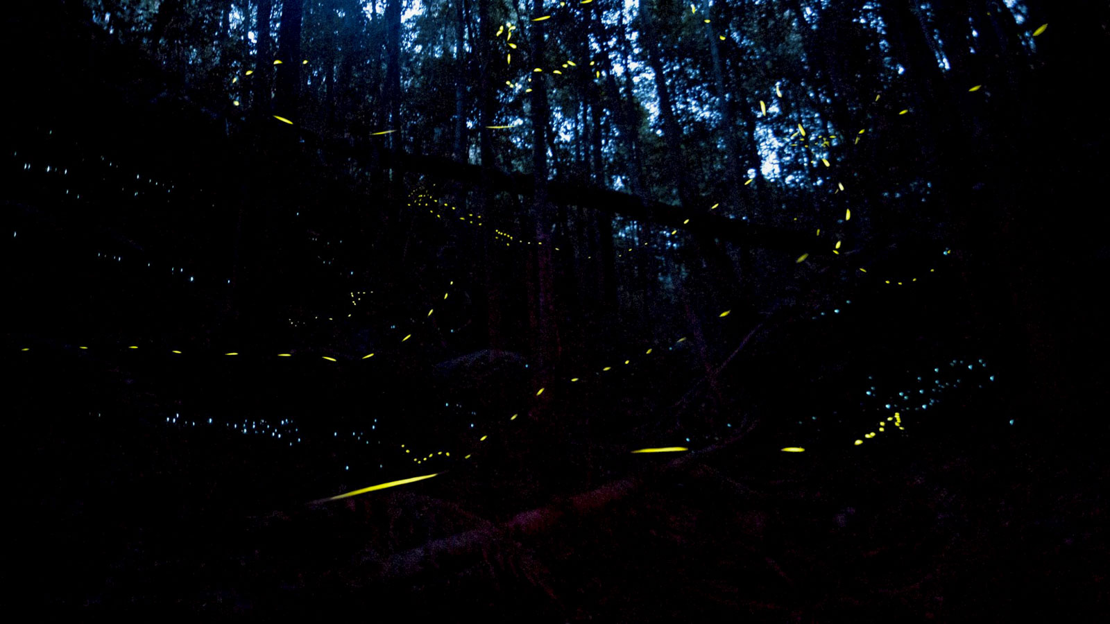 download glow worms and fireflies