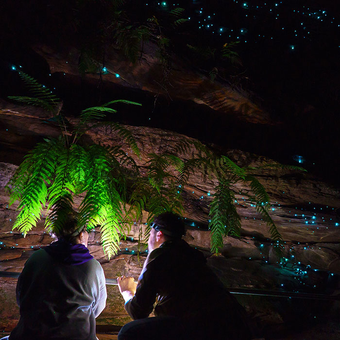 Blue Mountains Glow Worm Tours 